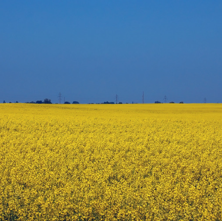 field blue and yellow Ukraine